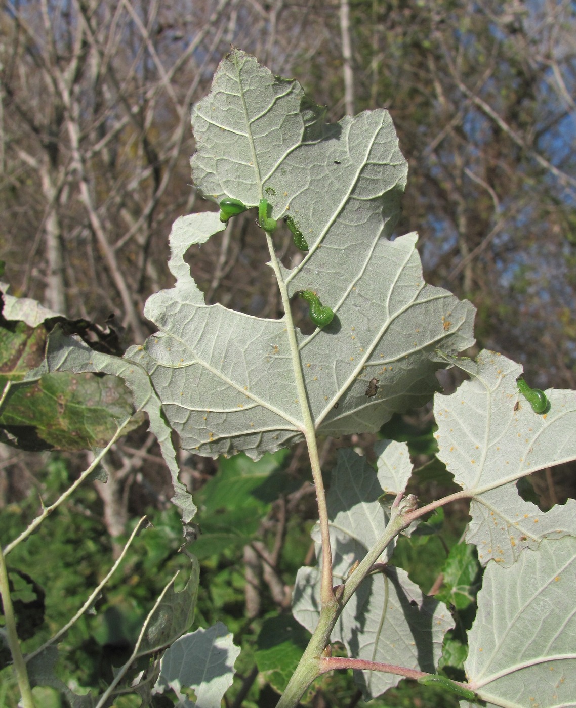 Image of Populus alba specimen.