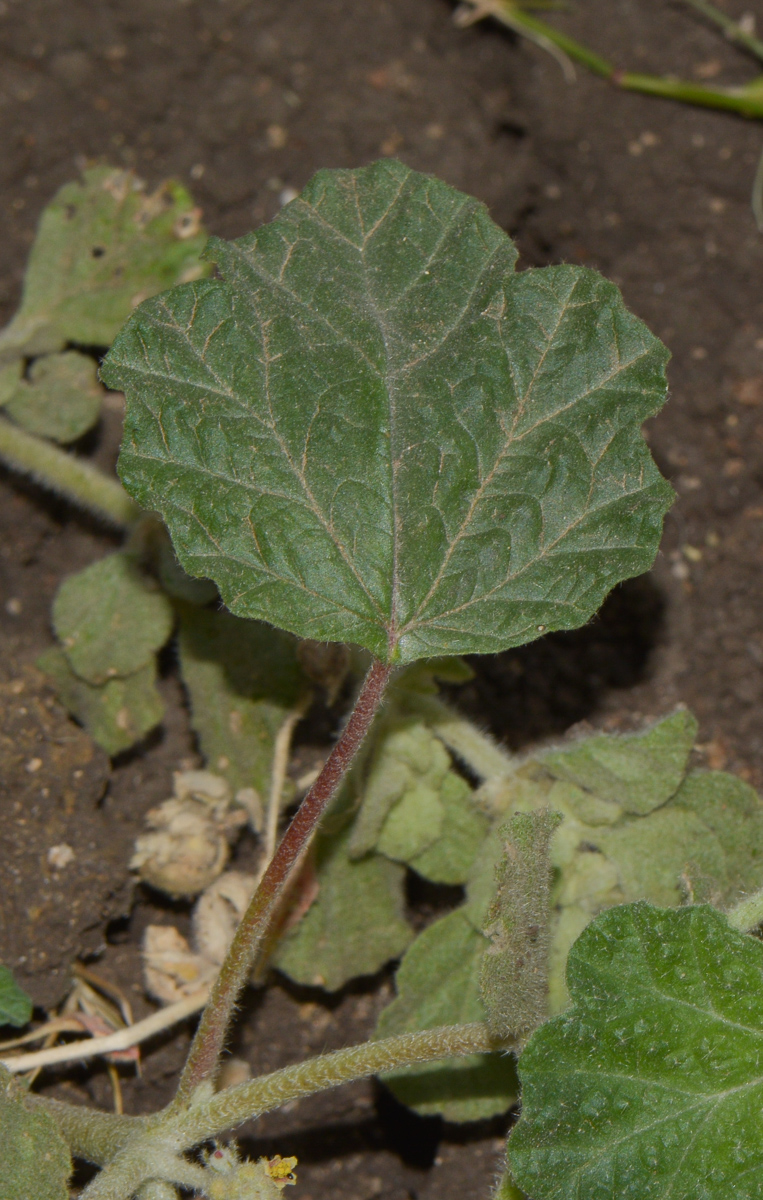 Image of Chrozophora plicata specimen.