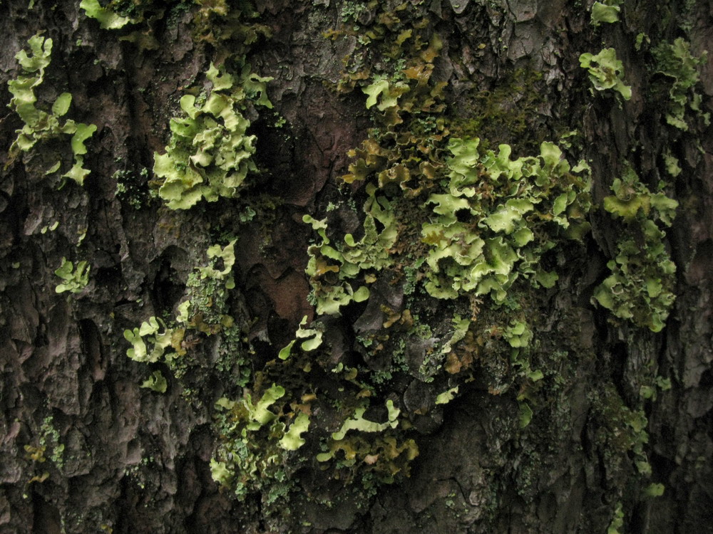 Изображение особи Allocetraria oakesiana.