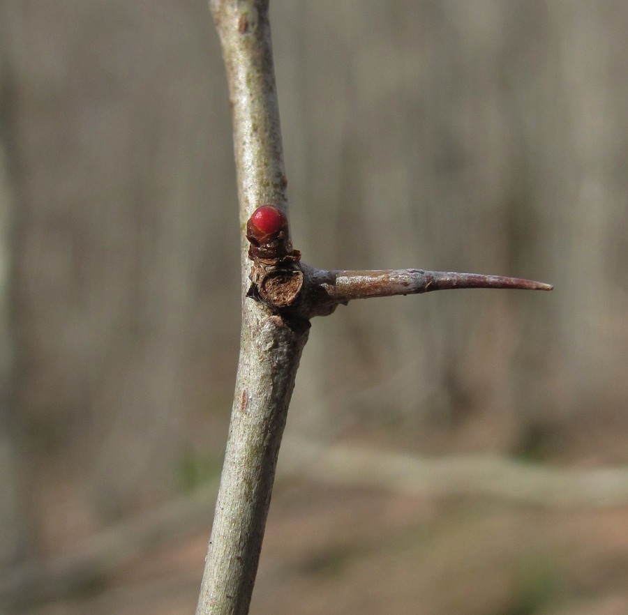 Изображение особи род Crataegus.