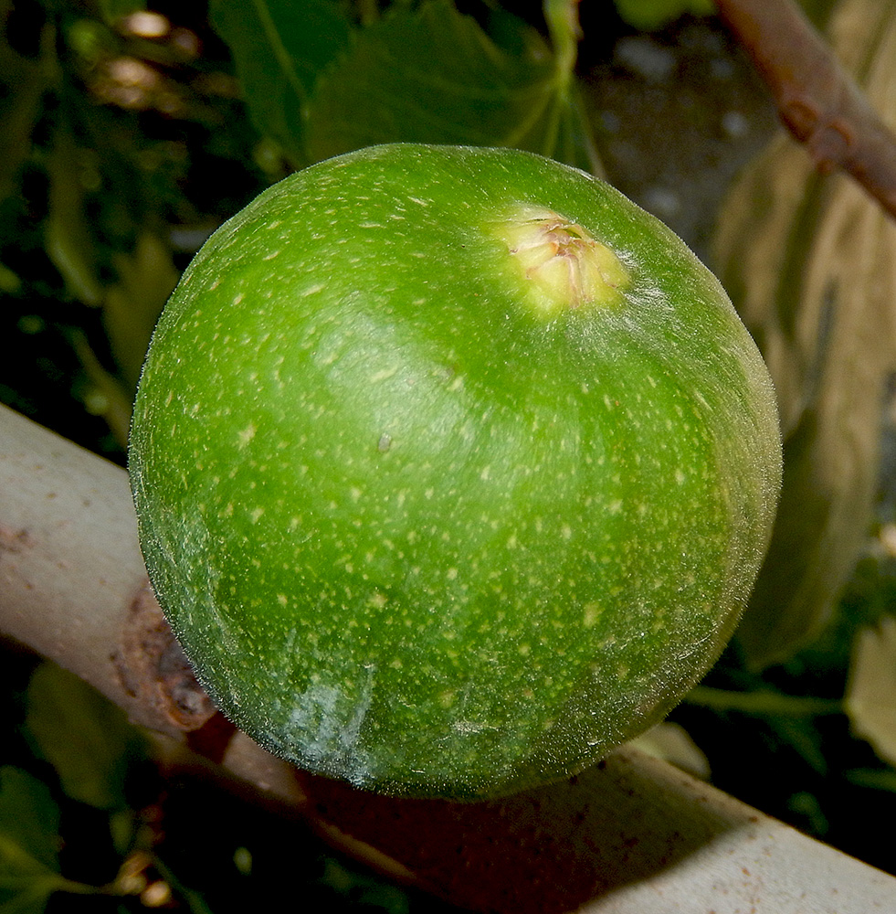 Image of Ficus carica specimen.