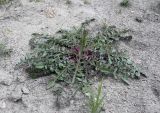 Смотреть изображение Centaurea sintenisiana