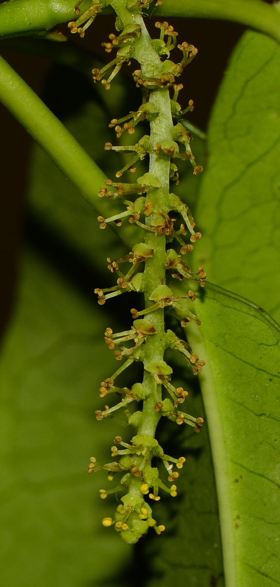 Image of Excoecaria agallocha specimen.