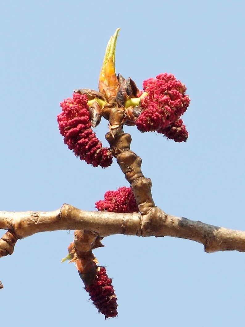 Image of Populus suaveolens specimen.