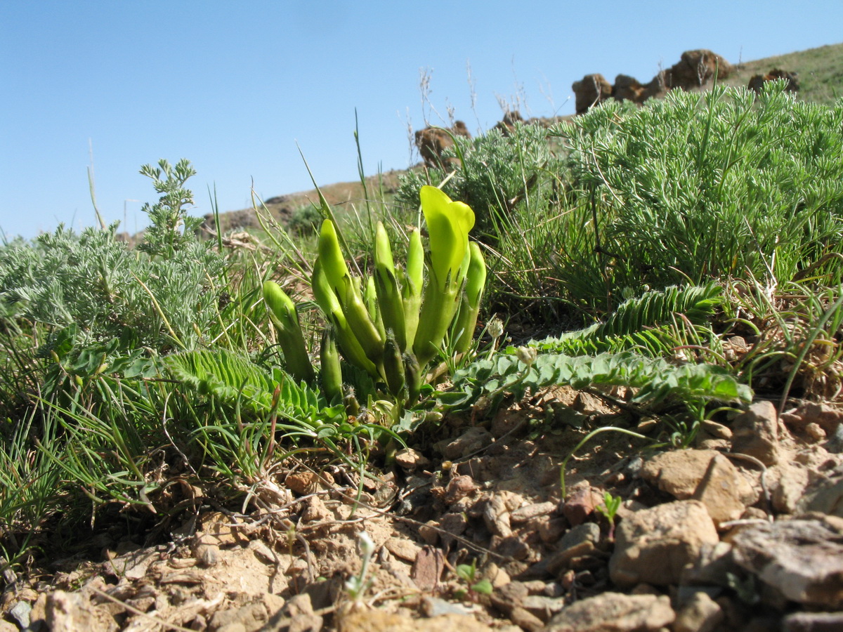 Image of Astragalus macronyx specimen.