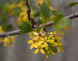 Ribes aureum. Соцветие и листья. Пермский край, г. Пермь, Кировский р-н, садовый участок. 28 мая 2017 г.