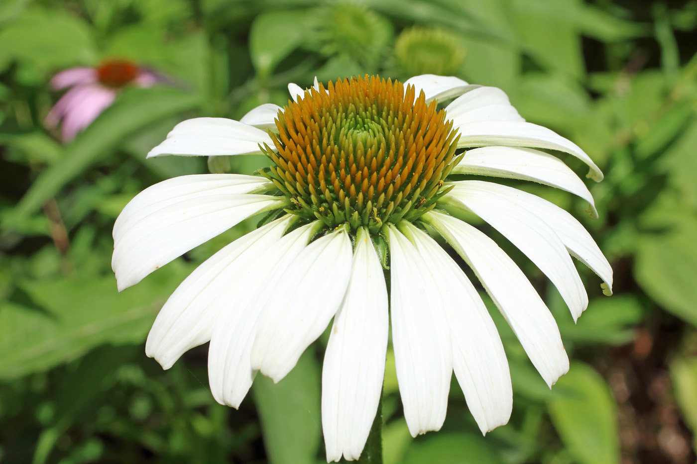 Изображение особи Echinacea purpurea.