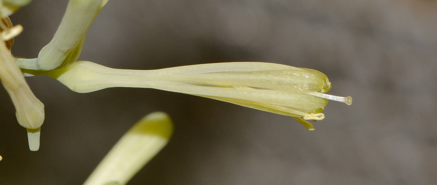 Изображение особи Sansevieria cylindrica.