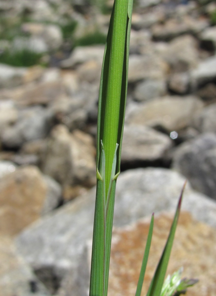 Изображение особи Paracolpodium colchicum.