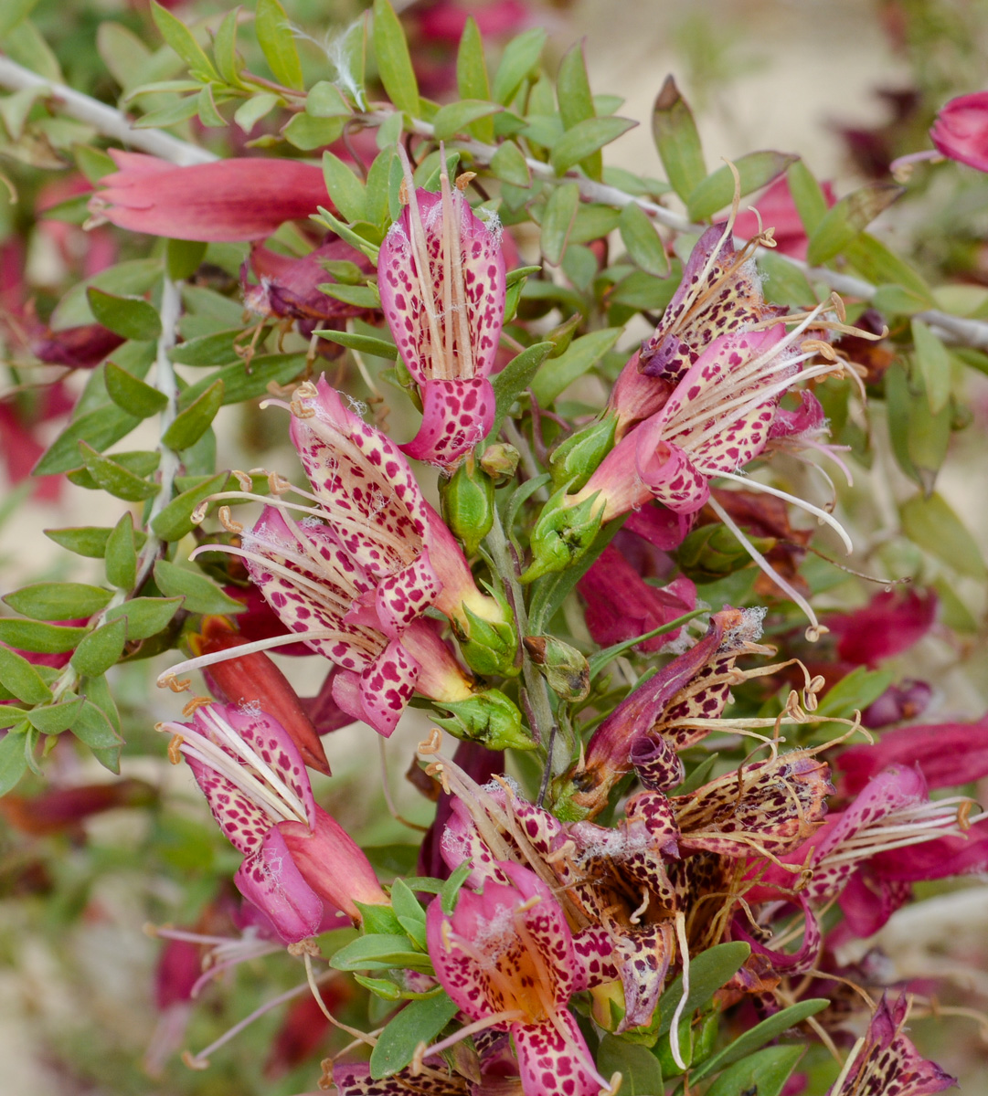 Image of Eremophila maculata specimen.