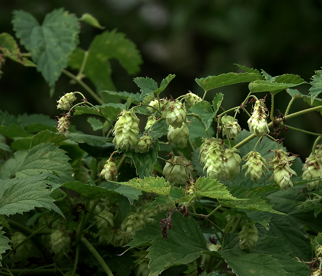 Image of Humulus lupulus specimen.