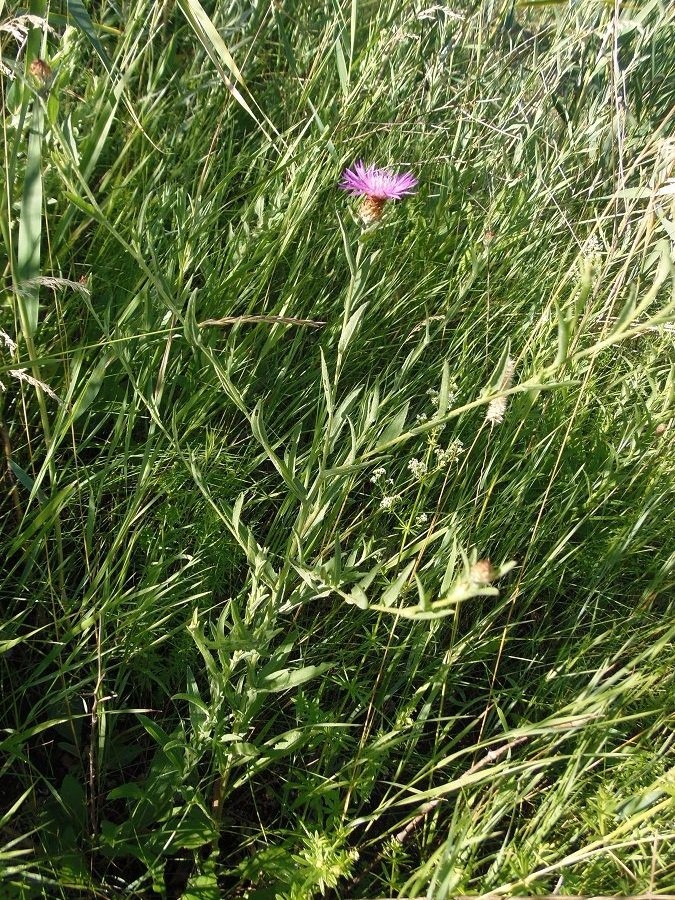 Image of Centaurea jacea ssp. substituta specimen.