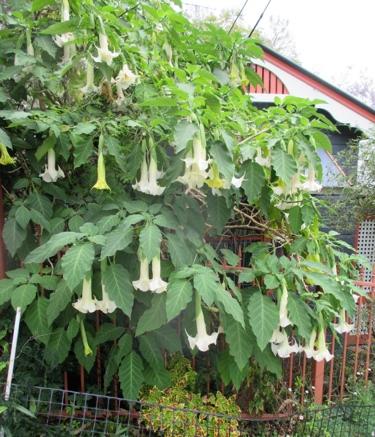 Image of Brugmansia arborea specimen.