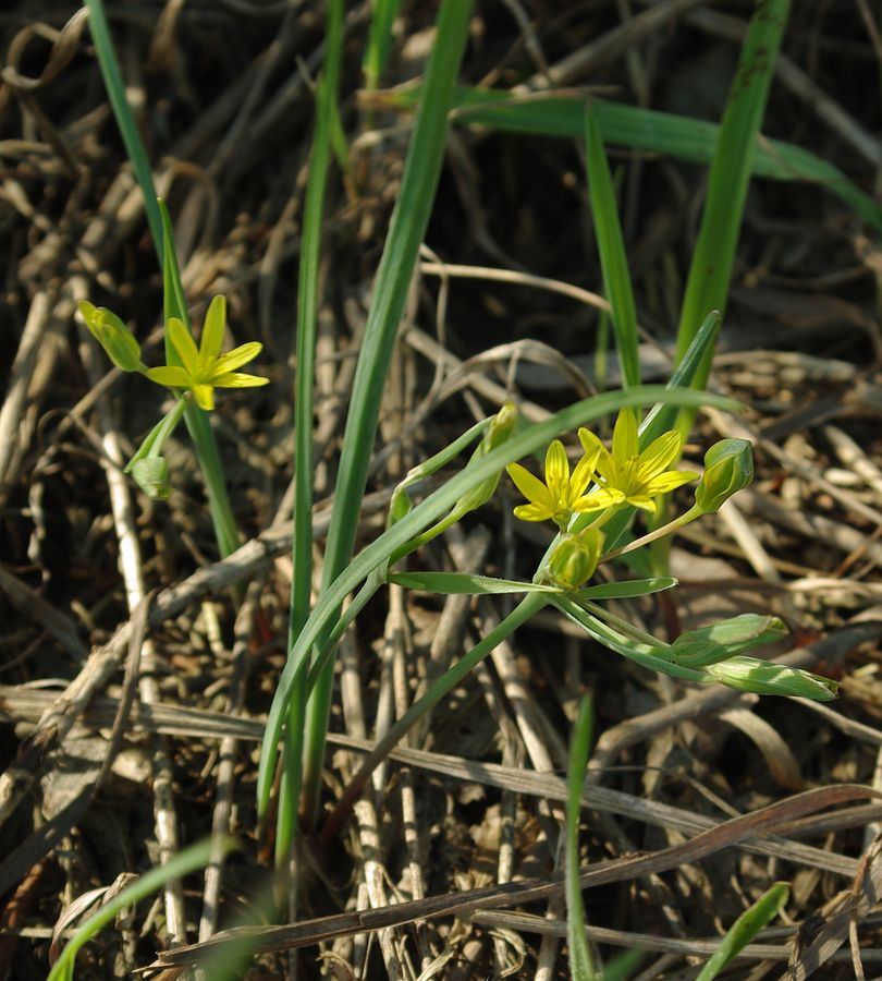 Image of Gagea pusilla specimen.