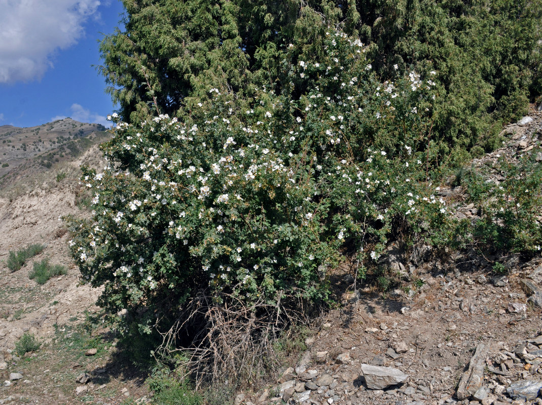 Image of Rosa huntica specimen.