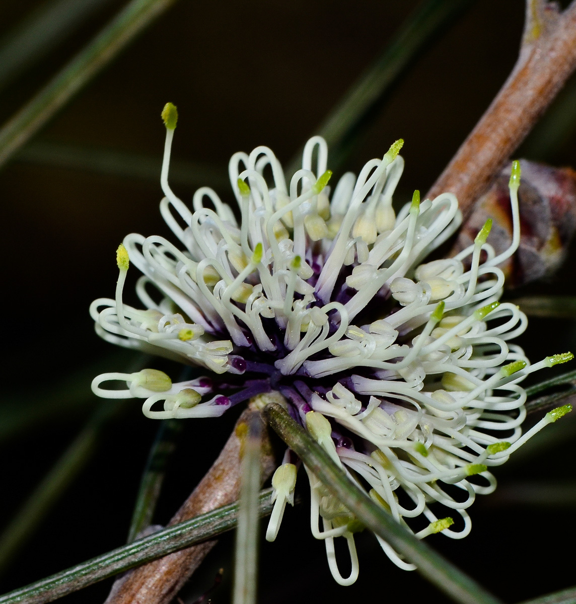 Изображение особи Hakea scoparia.