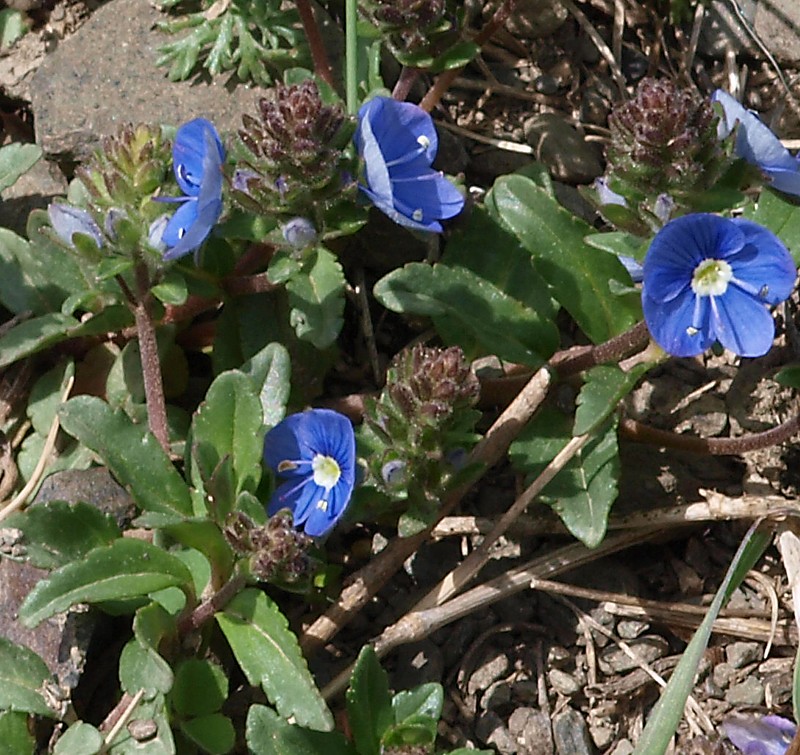 Image of Veronica vendettadeae specimen.