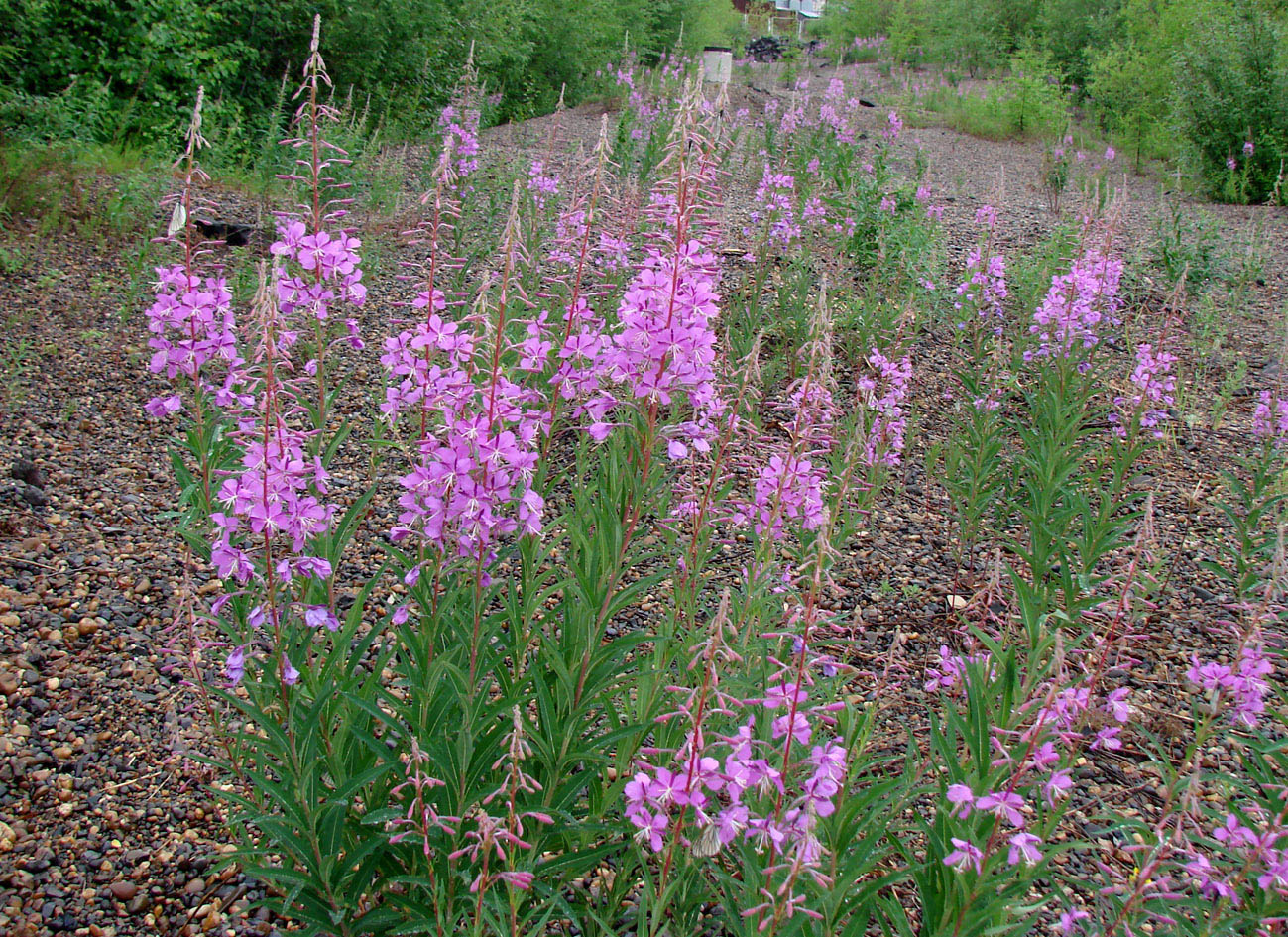 Image of Chamaenerion angustifolium specimen.