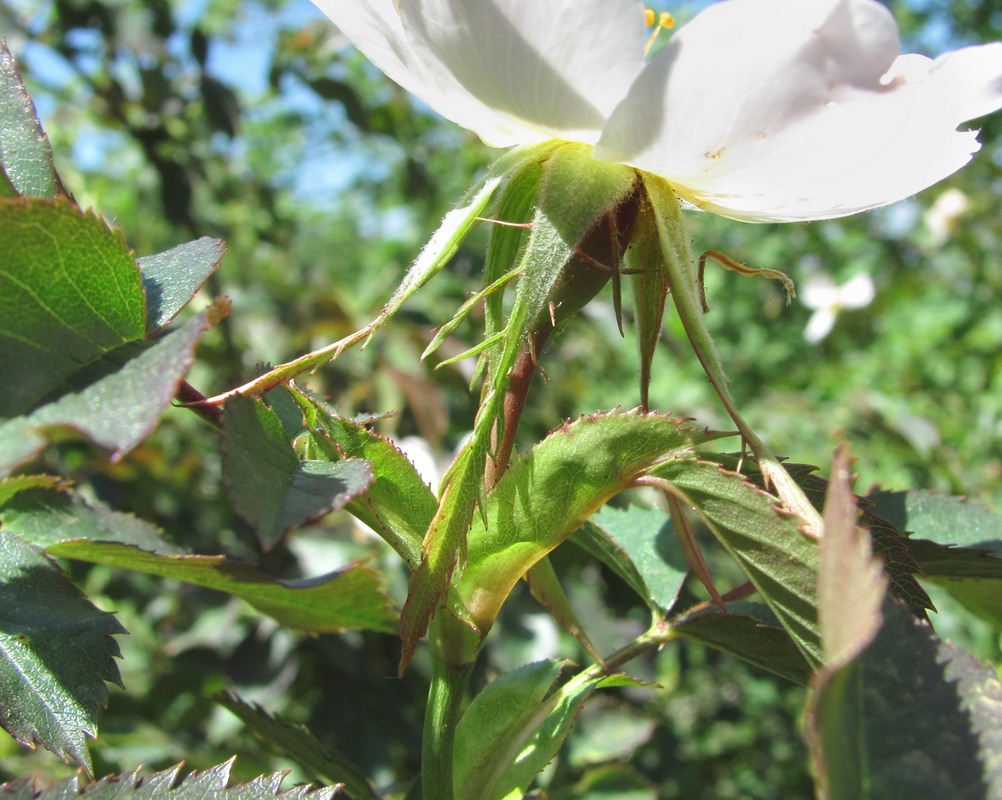 Image of genus Rosa specimen.