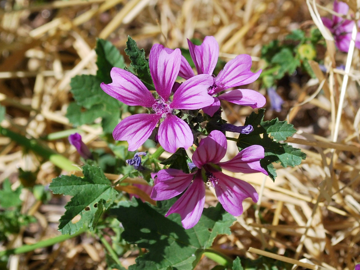 Image of Malva mauritiana specimen.