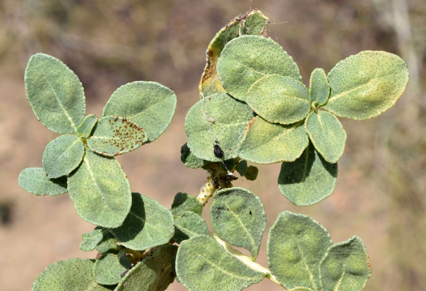 Image of Haplophyllum robustum specimen.