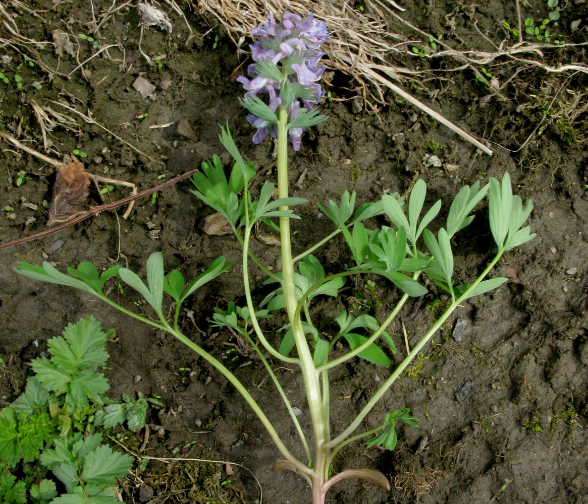 Изображение особи Corydalis begljanovae.