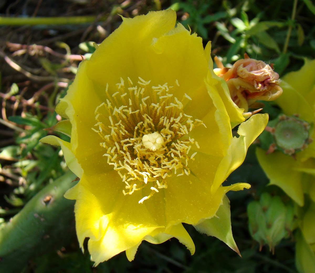 Image of Opuntia humifusa specimen.