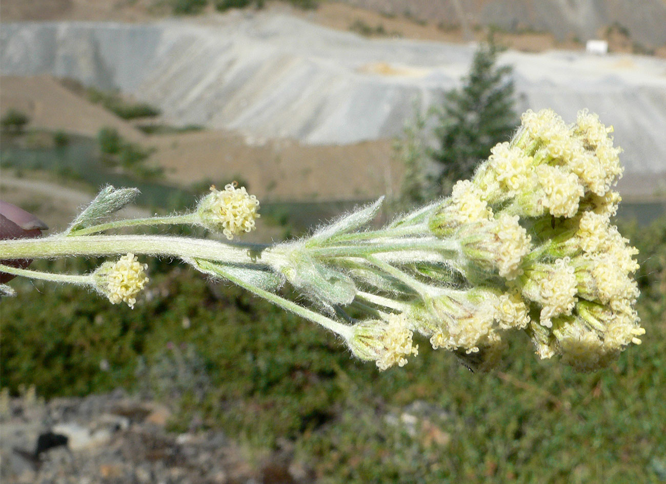 Изображение особи Artemisia glomerata.