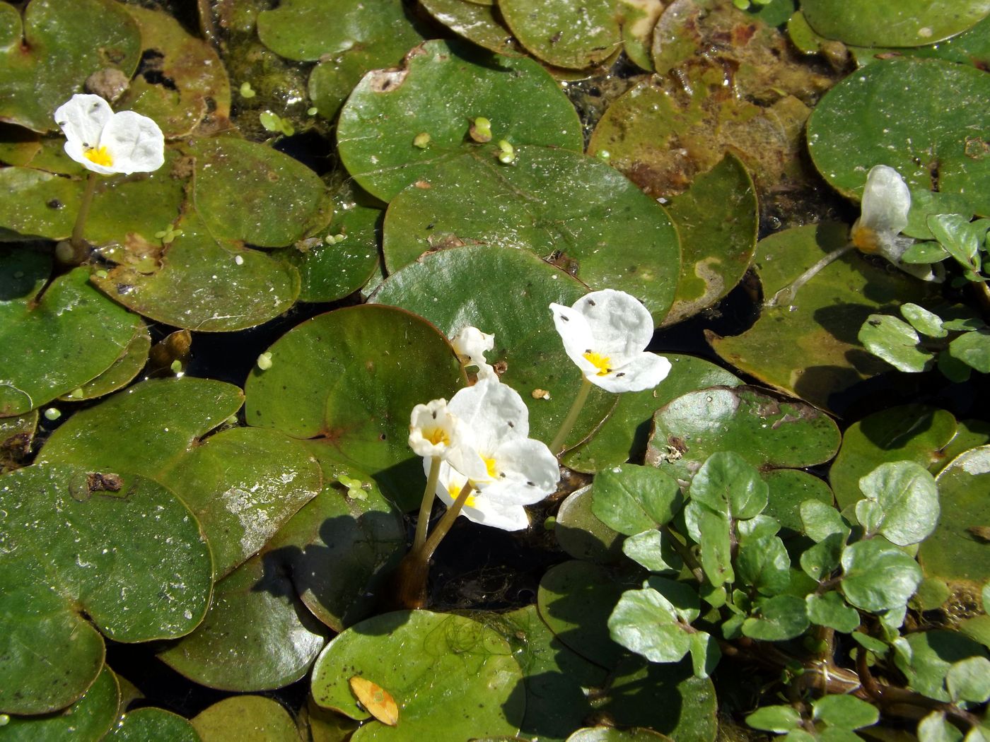 Image of Hydrocharis morsus-ranae specimen.