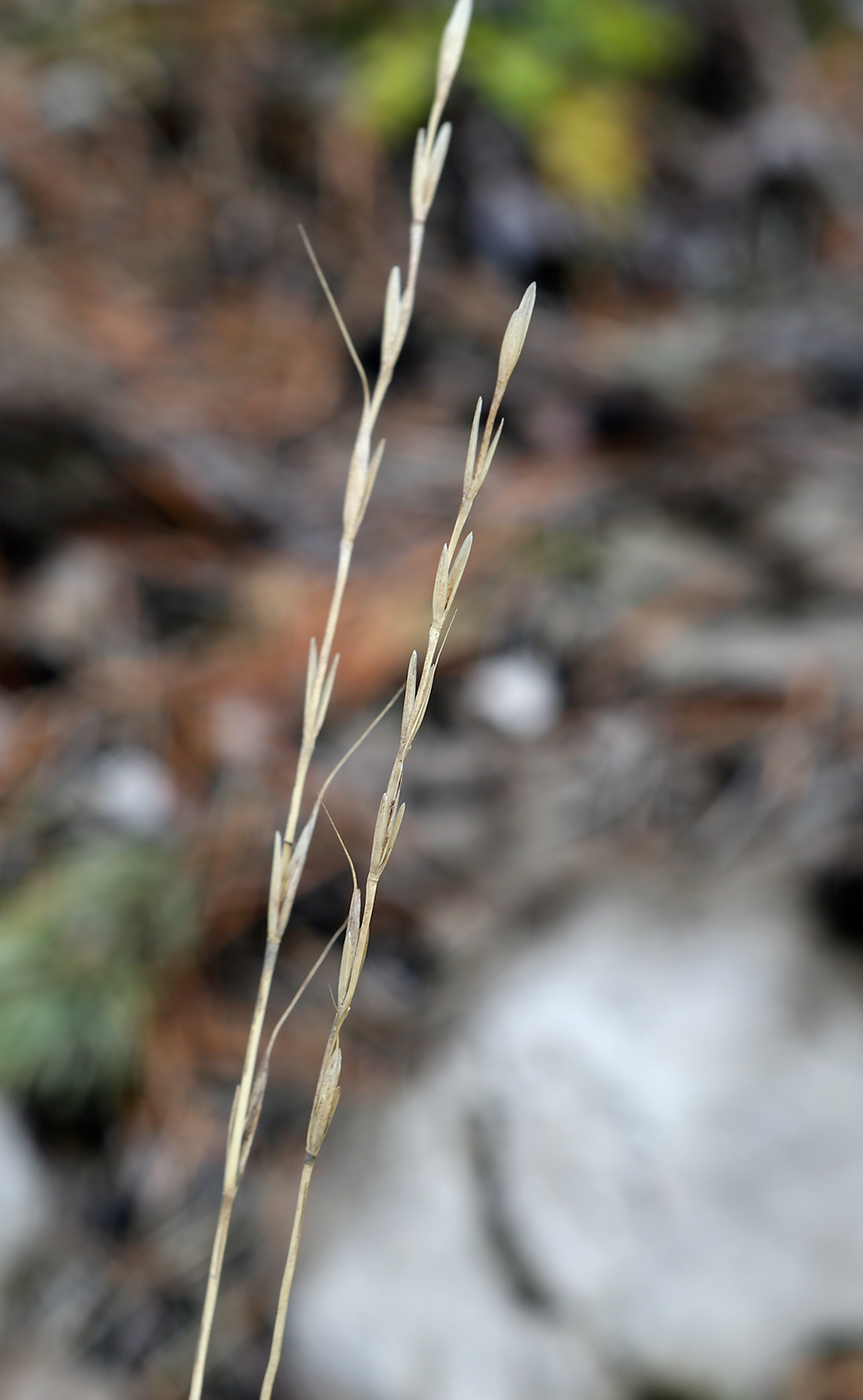 Image of Elytrigia reflexiaristata specimen.