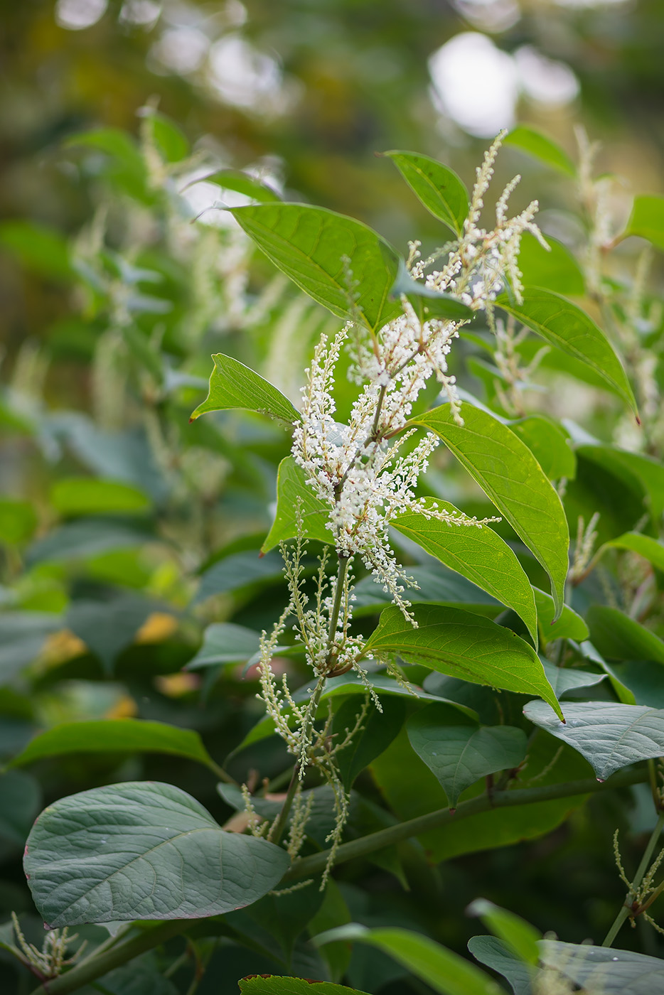 Изображение особи Reynoutria japonica.