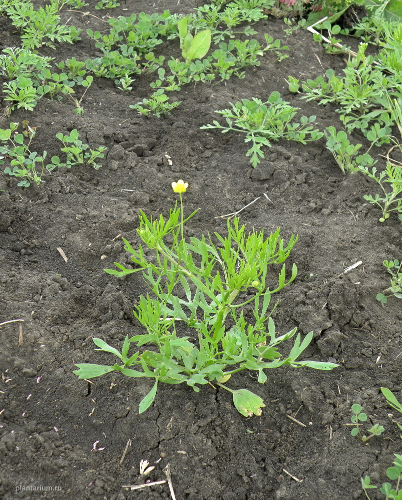 Image of Ranunculus arvensis var. tuberculatus specimen.