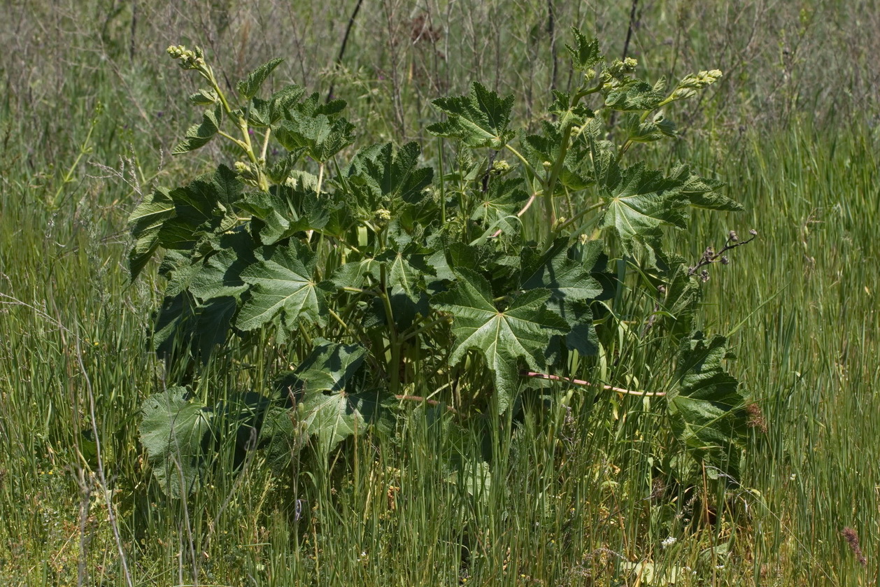 Image of genus Alcea specimen.