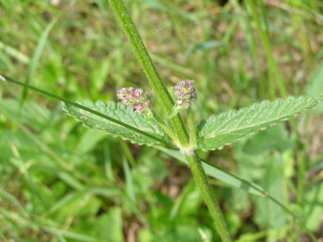 Изображение особи Betonica officinalis.