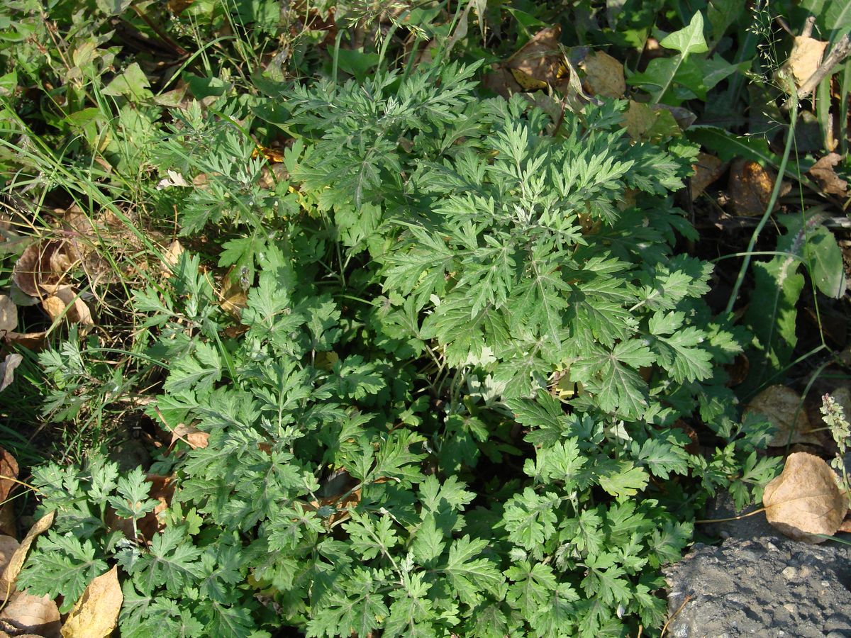 Изображение особи Artemisia vulgaris.