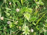 Trifolium fragiferum