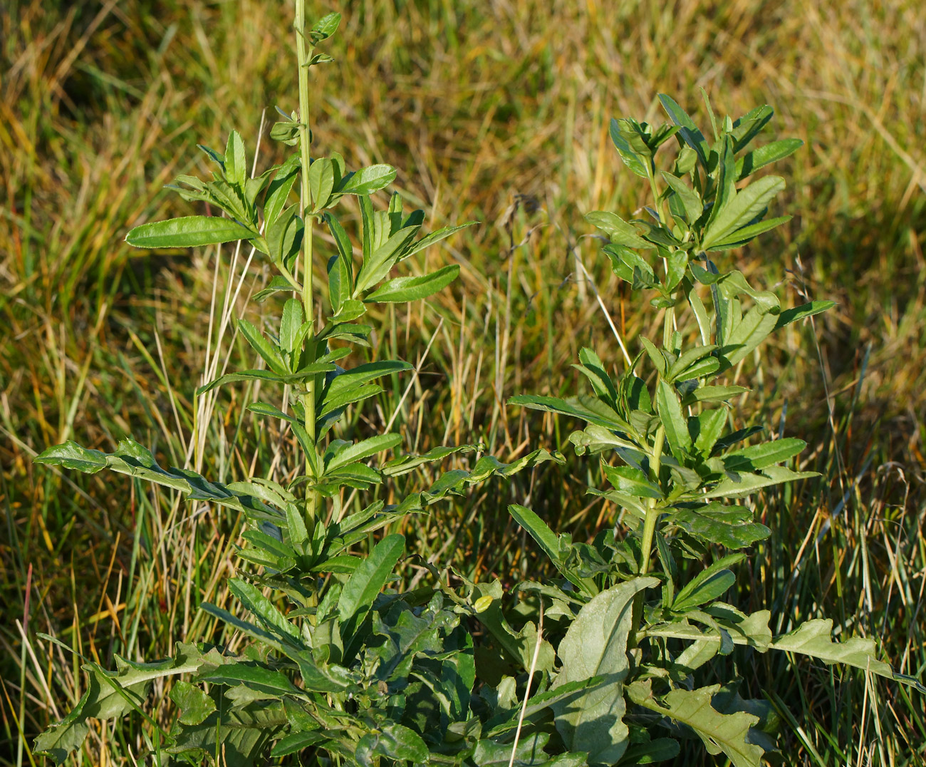 Image of Cirsium setosum specimen.