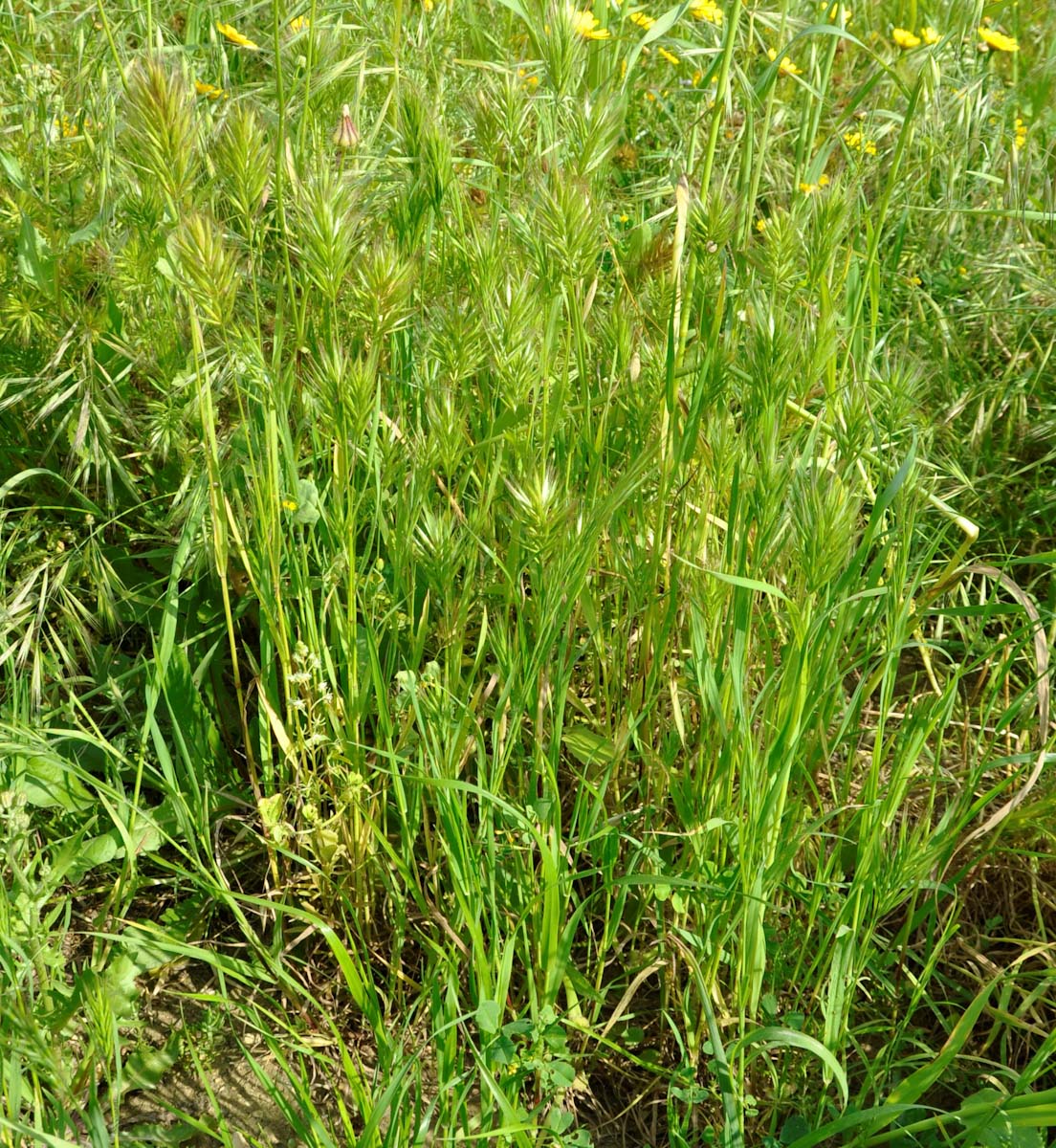 Image of Bromus scoparius specimen.