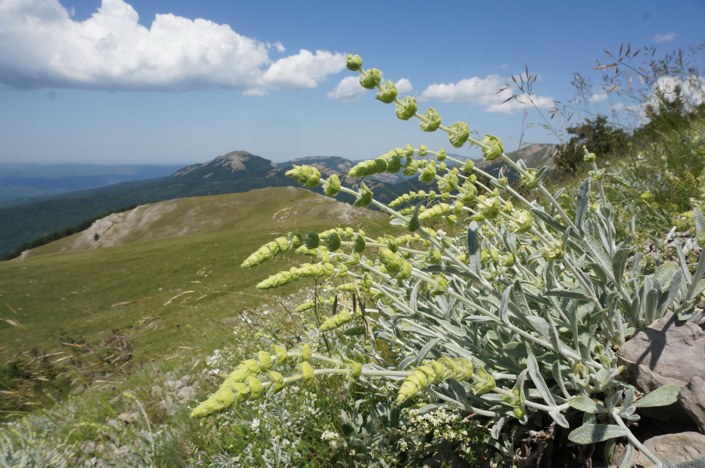 Image of Sideritis catillaris specimen.