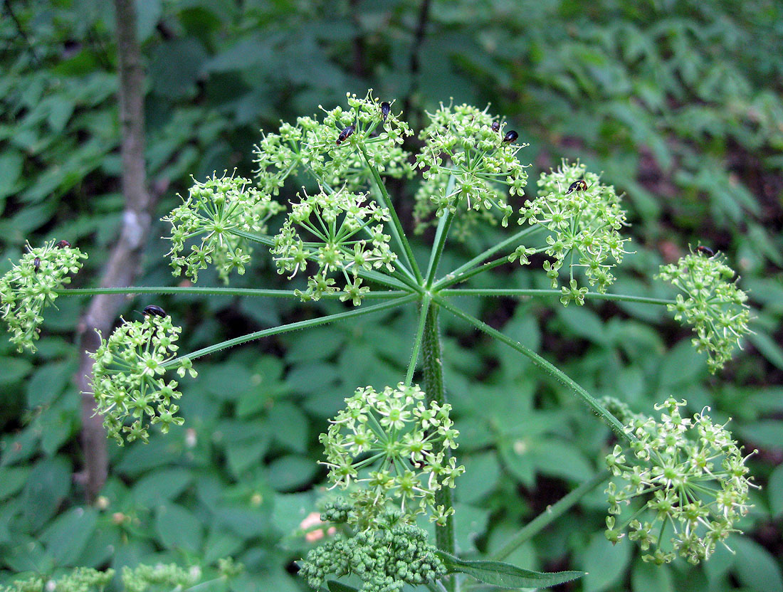 Изображение особи Heracleum sibiricum.