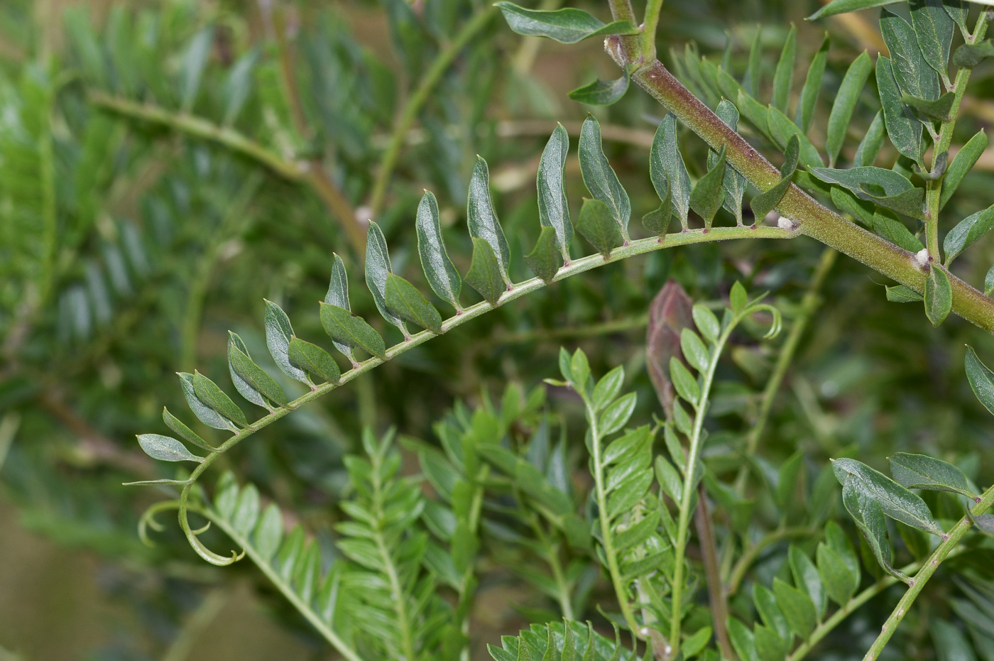 Image of Mutisia acuminata specimen.