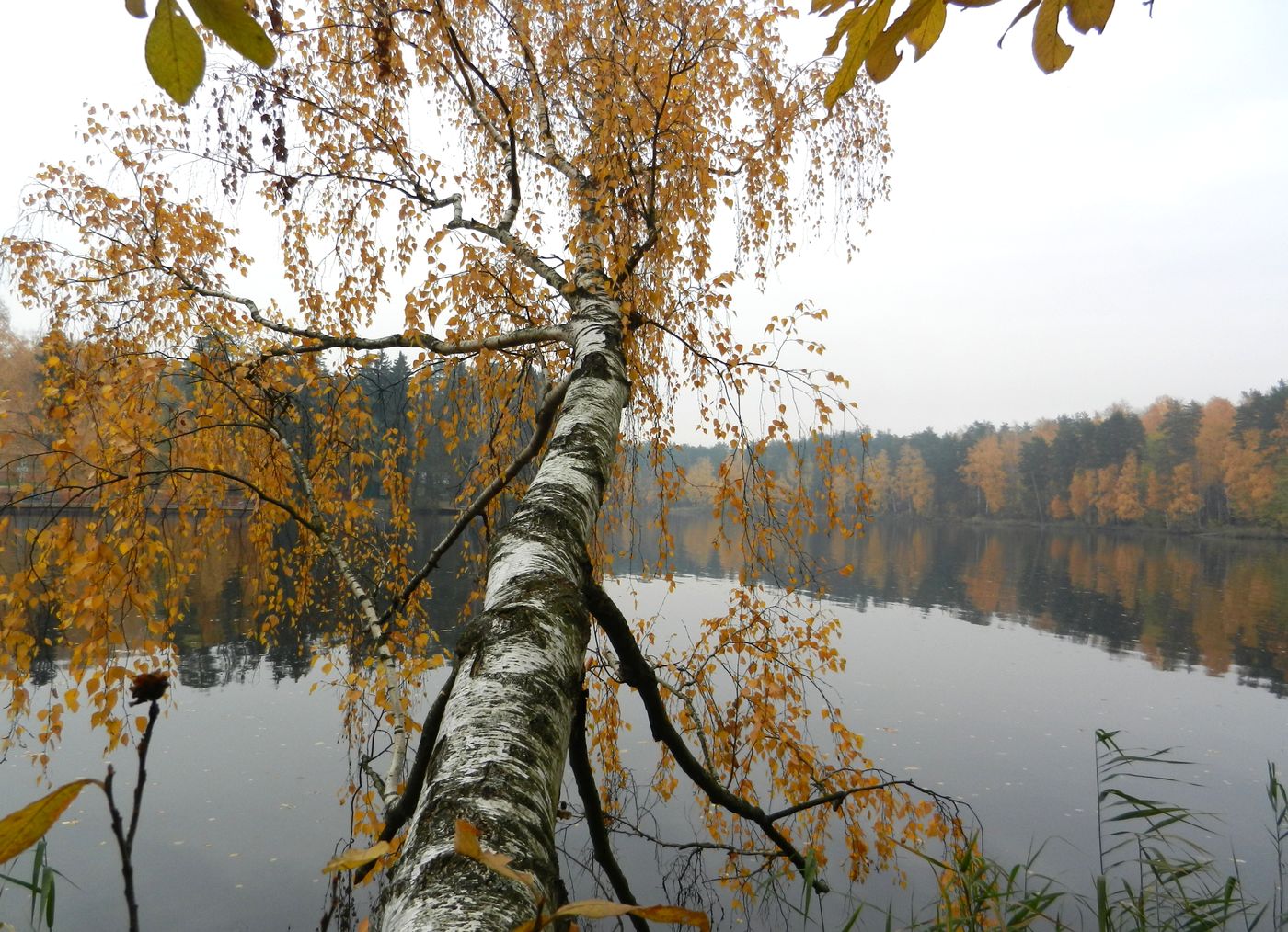 Изображение особи Betula pendula.