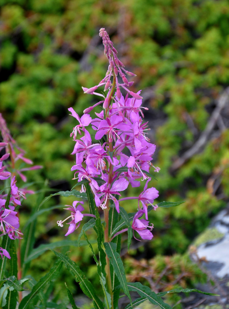 Image of Chamaenerion angustifolium specimen.