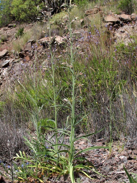 Image of Echium triste ssp. nivariense specimen.