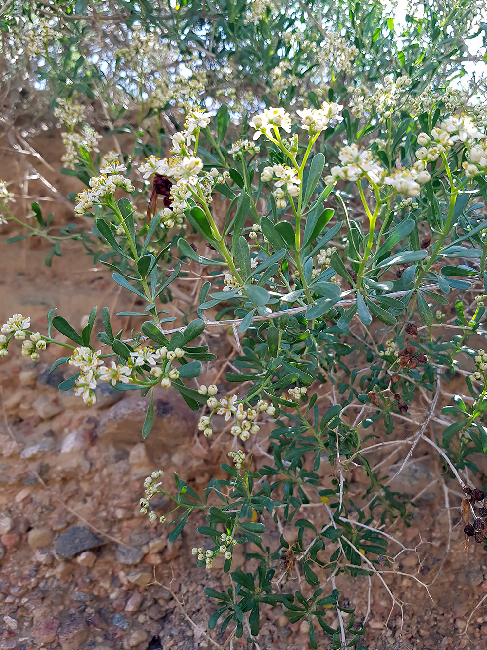 Image of Nitraria schoberi specimen.