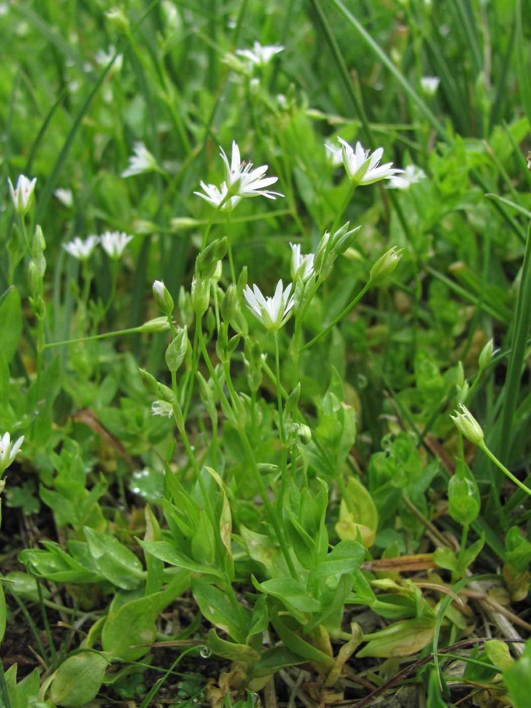 Image of Stellaria anagalloides specimen.