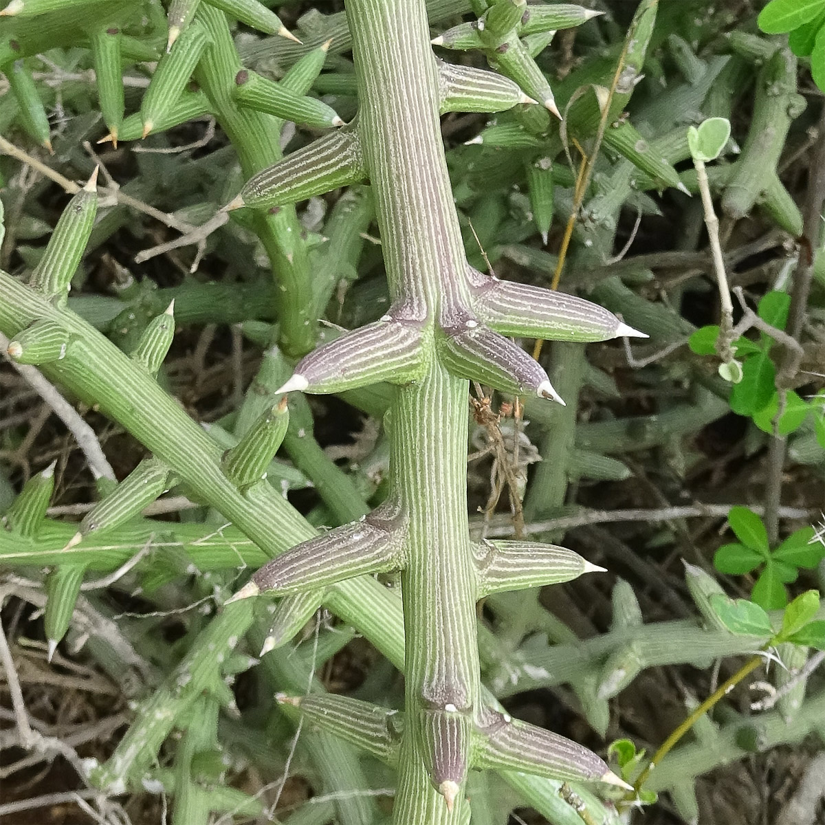 Image of Adenia globosa specimen.