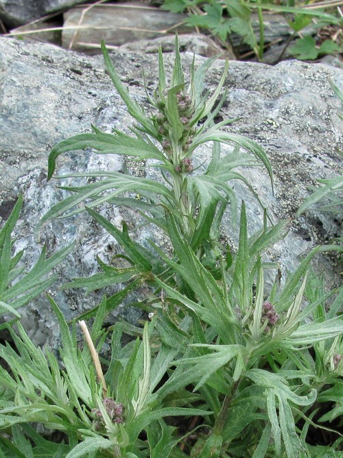 Image of Artemisia tilesii specimen.