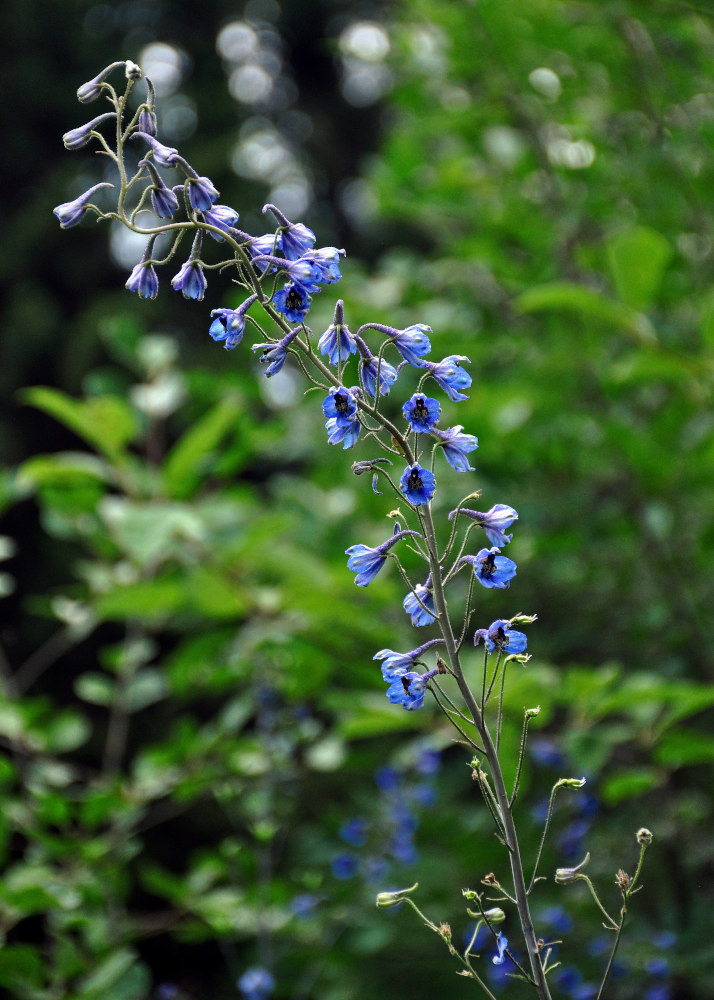 Изображение особи Delphinium elatum.