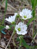 Cerastium maximum